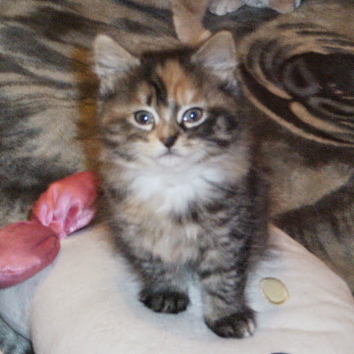 Annie Roy Photo 14