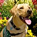 Debbie Triplett Photo 13