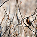 Robin Dow Photo 10