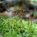 Daryl Moss Photo 5