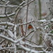 Robin Middleton Photo 41
