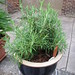 Rosemary Urban Photo 6