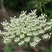 Ann Plant Photo 5