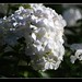 Karl Weis Photo 24