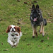 Charles Molle Photo 9