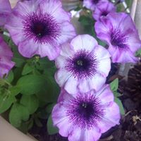 Sharon Plummer Photo 26