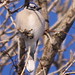 Jay Steger Photo 6