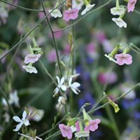 Anne Bailey Photo 9