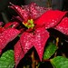 Rogelio Flores Photo 10