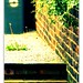 Ivy Stokes Photo 15