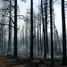 Forest Taylor Photo 15