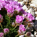Joseph Linke Photo 6