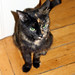Layla Shell Photo 12