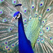 Don Peacock Photo 10