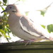 Gary Wing Photo 10