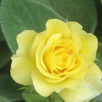 Linda Snider Photo 39