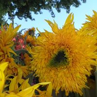 Frances Stanley Photo 11