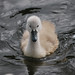 Deborah Swan Photo 21