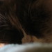 Sadie Harper Photo 8