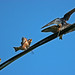 Duane Young Photo 38