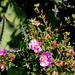 Rosa Buckner Photo 4