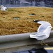 Bill Elkins Photo 17