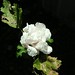 Sharon Whiting Photo 20
