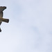 Norman Crow Photo 10