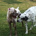 Jennifer Ferrante Photo 16
