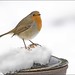 Robin Reader Photo 11