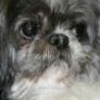 Carol Schowalter Photo 6