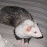 Deanna Adams Photo 32