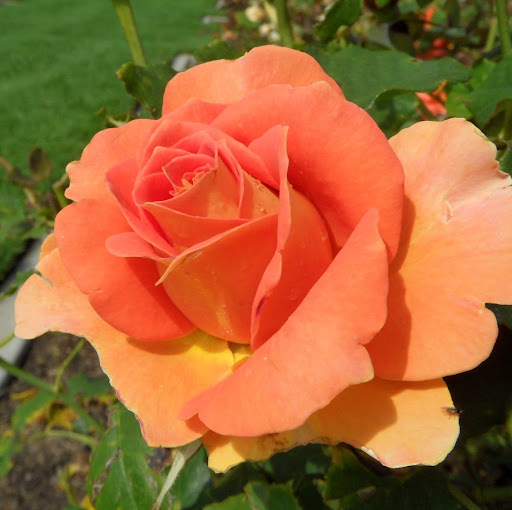 Wendy Schneider Photo 46