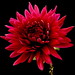 Roy Flowers Photo 15