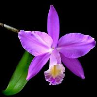Huong Huynh Photo 9
