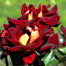 Rose Mitchell Photo 31