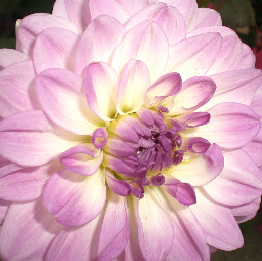 Rose Green Photo 41
