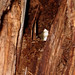 Virginia Woods Photo 26