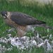 Robin Cooper Photo 28