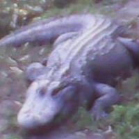 Joseph Griggs Photo 25