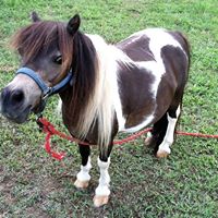Susan Shealy Photo 8
