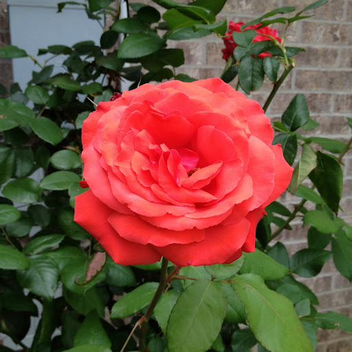 Dina Anderson Photo 48