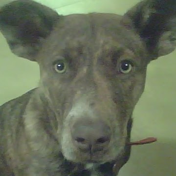 Vicki Carlson Photo 5