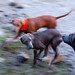 Larry Lacy Photo 19