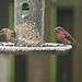 Janet Sparrow Photo 13
