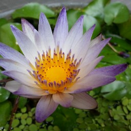 Sue Lai Photo 25