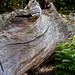 Elizabeth Oaks Photo 10