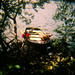 Sue Ard Photo 10