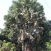 Zong Tang Photo 8