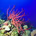 Laurie Reef Photo 11